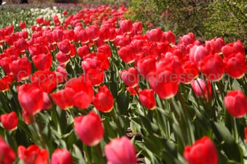 flowers_099
