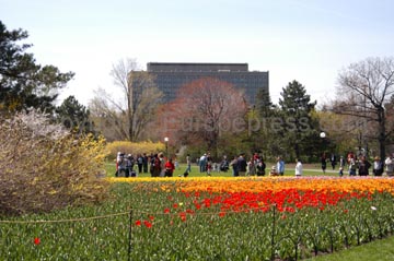 flowers_100