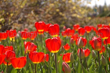 flowers_101