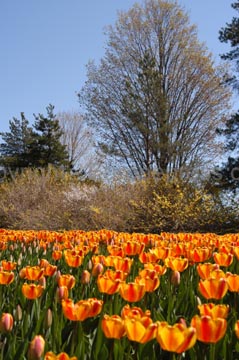flowers_102
