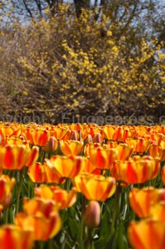 flowers_103