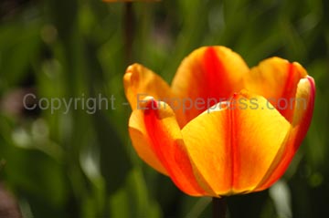 flowers_104