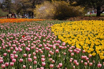 flowers_105