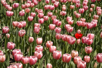 flowers_106