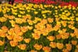 flowers_081