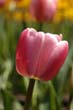 flowers_082