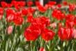 flowers_083