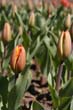 flowers_084