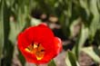flowers_085