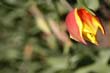 flowers_086