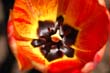 flowers_087