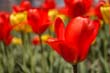 flowers_089
