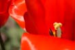 flowers_090