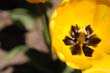 flowers_091