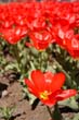 flowers_092