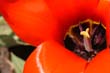 flowers_093