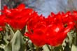 flowers_094