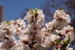 flowers_095