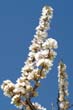 flowers_096