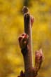 flowers_097