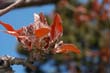flowers_098