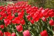flowers_099