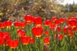 flowers_101