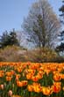 flowers_102