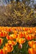 flowers_103