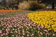 flowers_105