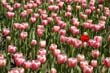 flowers_106